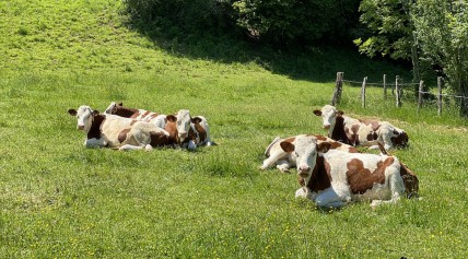 La ferme Bonnafoux